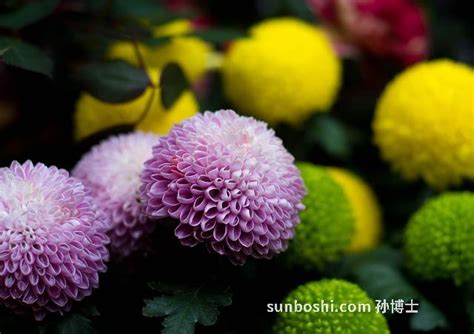 芙蓉菊可以吃嗎|芙蓉菊的功效与作用